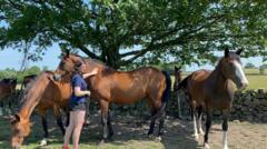 Livery bookings rise as horse owners struggle with costs