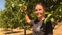drought-leaves-‘barely-any-apples’-to-make-cider