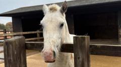 surge-in-horses-given-up-by-owners-as-costs-rise