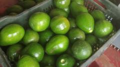 from-‘dog-fruit’-to-darling:-india’s-avocado-boom